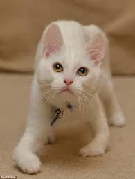 Brave Kitten Harvey Who Was Born With No Bones In His Front Legs Will Walk Again After 3 500 Donation Daily Mail Online