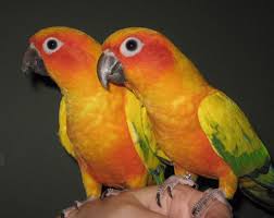 Green-Cheeked Conure