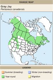 Mesangeai Du Canada Projet D Oiseau National Canadian Geographic