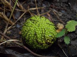 Image result for Maclura