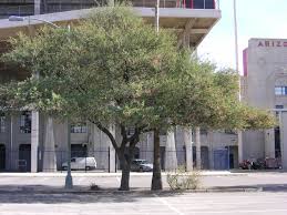 Image result for Acacia gerrardii