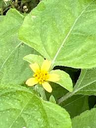 Image result for Calyptocarpus vialis