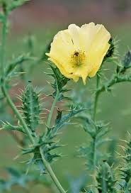 Image result for Argemone mexicana