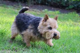 Norwich terriers are not known to have specific predispositions to eye disease. Norwich Terrier Rassebeschreibung Adressen Und Viele Fotos