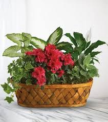 Rosanne Matzek Obituary March 24, 2025