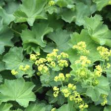 Image result for Alchemilla microbetula
