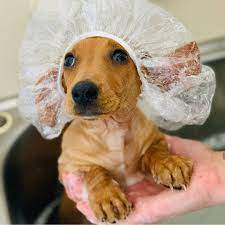 Dachshund Dog Grooming Dog Grooming Pet Grooming Puppy Grooming Pet Hygiene Products Dachshund Hygiene And Grooming Produ Dachshund Love Baby Dogs Cute Animals
