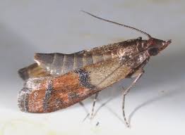 Image result for "plodia interpunctella"