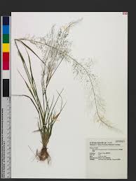 Image result for Sporobolus tenuissimus