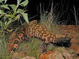 It has a wide head and a black band around its neck. Desert Reptiles Amphibians Cactus Garden The Sonoran Desert With Child Friendly Facts