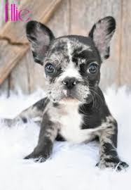 She has an amazing personality and temperament. Pin On Animals