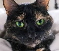 A look at a cat's eyes, including how the cat sees so well in the dark, why cats have elliptical pupils, different eye colours and common ocular disorders. Cat Eye Colors An Amazing Range Of Shades Cat Eye Colors Cats Cat Day