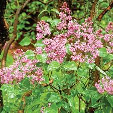 They are drought tolerant and need little or no water in mild summer climates and. Cottage Gardens 3 Gal Nocturne Lilac Shrub With Purple Flowers 18220 The Home Depot