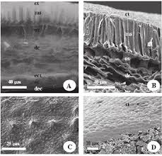 Image result for Centrolobium robustum