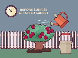 Pick a spot that gets at least several hours of sunlight. How To Save A Dying Rose Bush With Pictures Wikihow