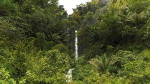 Jungle vs rain forest though jungle and rainforest might appear to be similar, there are differences between the two. The Six Senses Of The Ecuador Rainforest G Adventures