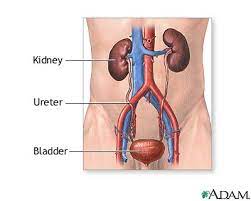 The kidneys are located at the rear wall of the abdominal cavity just above the waistline and are protected by the ribcage. Kidney Transplant Series Normal Anatomy Medlineplus Medical Encyclopedia