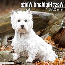 Second Hand West Highland Terrier In Ireland
