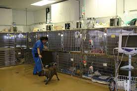You can count on us to provide quality pet care seven days a week. Vca Aurora Animal Hospital 2600 W Galena Blvd Aurora Il 60506 Usa