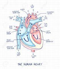 See more ideas about heart drawing, anatomical heart, human heart. Sketch Of Human Heart Anatomy Line And Color On A Checkered Royalty Free Cliparts Vectors And Stock Illustration Image 91670933