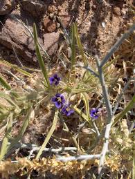 Image result for Anticharis senegalensis