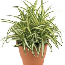 Image result for Chlorophytum sparsiflorum