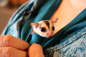 Weird Cute Big Eyed Sugar Gliders The New Pet Craze Cbc News