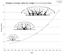 Image result for Ficus trichopoda