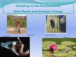 Adapting To The Environment How Plants And Animals Change Adaptations Plant Adaptations Plant Protection