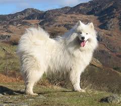 Terrier rottweiler rough collie russian black terrier russian wolfhound ryan_test ryan_test1 ryan_test2 saint bernard saluki samoyed samoyedskaya sarplaninac schipperke schnauzer schnoodle schwarzer russischer terrier scottie scottish. What To Look For In A Samoyed Puppy Puppy Toob