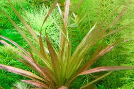 Image result for Blyxa aubertii