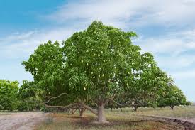 Image result for Mangifera indica