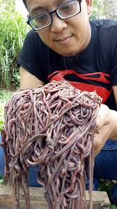 Watch how Will sifts castings from our African Nightcrawler bin. We did a  2-stage sifting process and got beautiful soft clean castings as our end  result. We also show pics comparing our