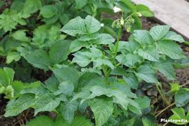 Another benefit of sowing leafy greens like lettuce and spinach around young potato plants is that they can help to create good ground cover, which is another way to reduce moisture loss. How To Grow And Care Potatoes At Home Potato Plant Flower Plantopedia