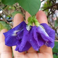 Bluechai S Tea Blog Butterfly Pea Flower Pea Flower Butterfly Plants