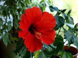 The following plants are the most toxic to dogs and should never be made available to them under any circumstances: Is Hibiscus Poisonous To Dogs 4 Menacing Symptoms 2021