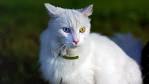 The 10 Most Affectionate Cat Breeds - Animal Wised