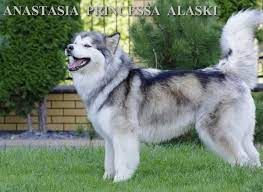 X trustworthy source american kennel club the american kennel club (akc) is a purebred dog pedigree registry in the united states. Alaskan Malamute Alaska