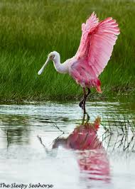 Bird Photography Roseate Spoonbill Florida Birds Fine Art Etsy Bird Photography Beautiful Birds Roseate Spoonbill