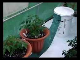 Plastic seed punnet tray step 2. Watering Tomatoes Using Capillary Matting Youtube