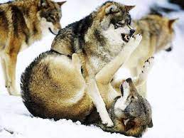 Angry Wolf Pack Wallpapers Angry Wolf Pack Wallpapers Angry Wolf Wolf Pack Wolf Face