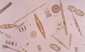 Image result for drop of seawater microscope