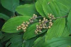 Image result for Exochaenium pumilum