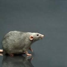 How To Make A Multi Catch Rat Trap Hunker Rat Traps Rats Pet Rats