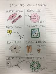 Check spelling or type a new query. Specialized Cells Foldable By Cthomasbiology Cells Worksheet Animal Cells Worksheet Plant Cells Worksheet