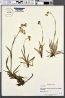 Image result for Luzula abyssinica