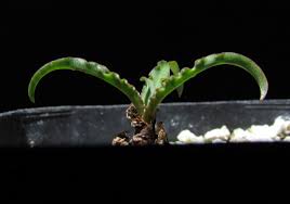 Image result for Ledebouria Unidentified sp. no6.