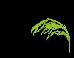 7 pest management for rice: Https Www Giz De En Downloads Giz2018 En Ipm Guideline Web De Pdf