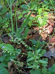 Image result for Limeum myosotis