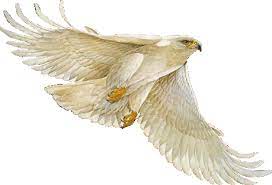 Gambar Animasi Burung Elang Bergerak Flash Gif Lucu Clip Art Burung Elang Gambar
